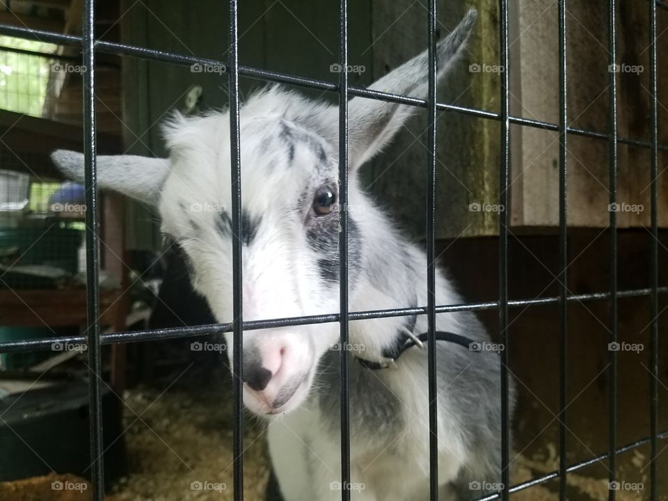 Pigmy Goat