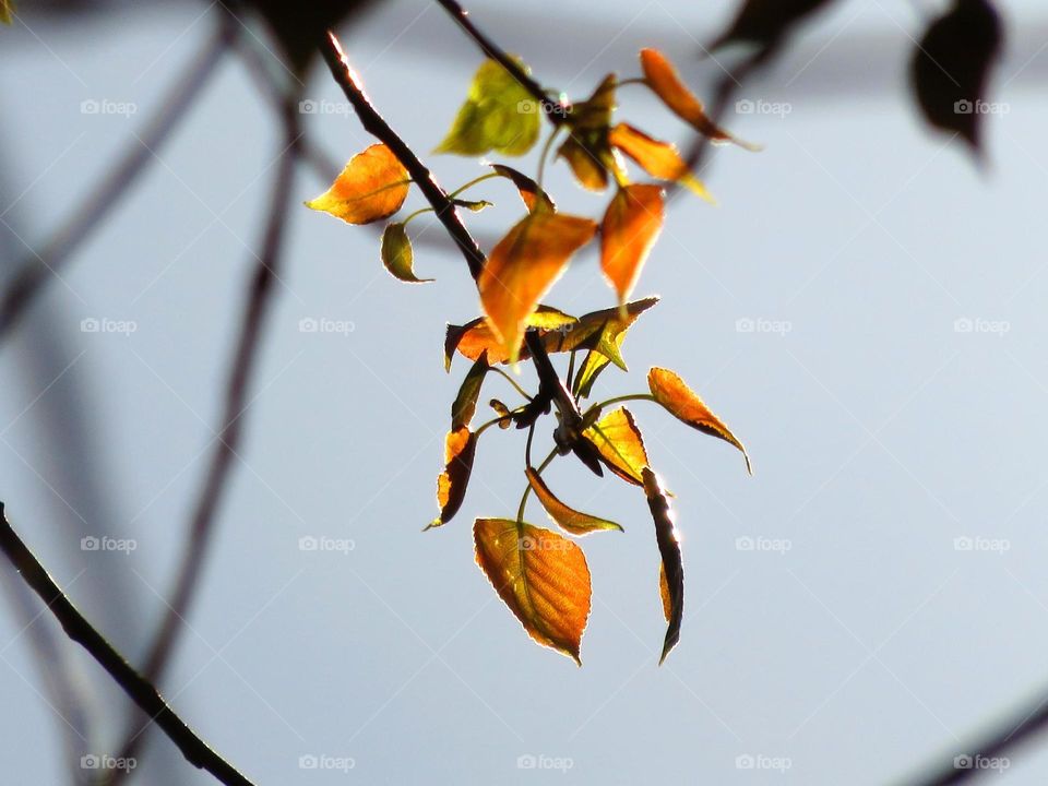 leaves in sunlight 