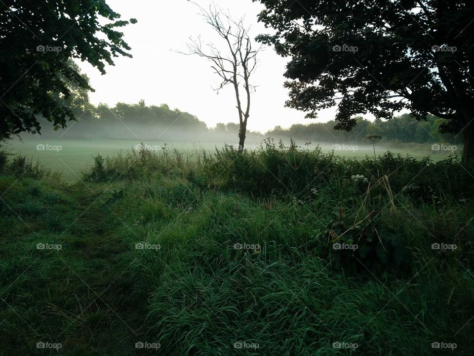 Landscape, Tree, Nature, Dawn, Fog