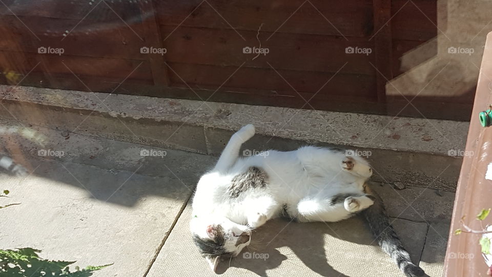 cat sunbathing