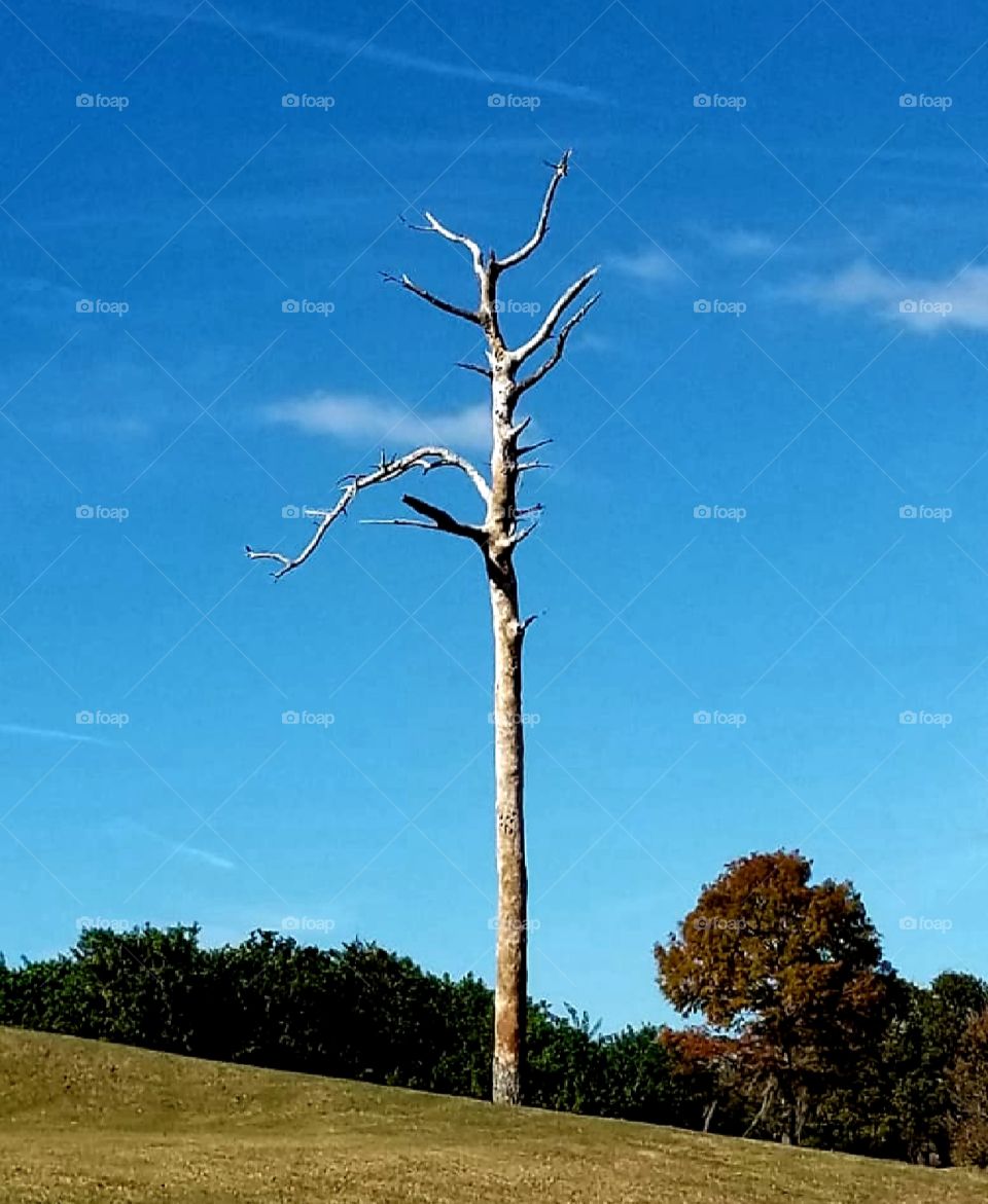 Dead tree still standing