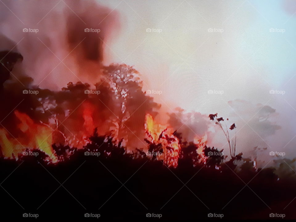 fogo na Amazônia brasileira