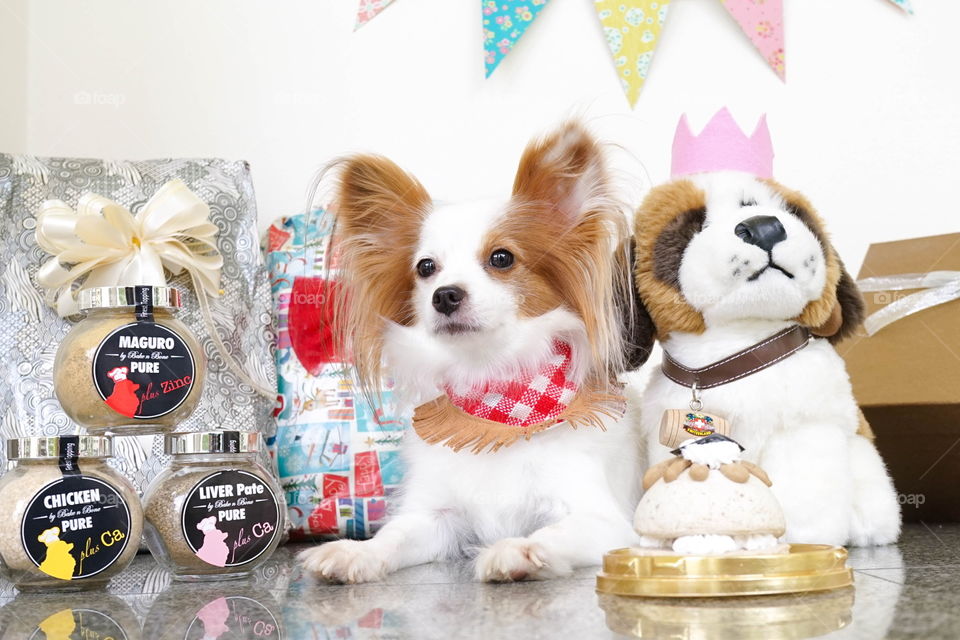 Birthday dog. A Birthday party for a cute dog. Pure breed : Continental Toy Spaniel Papillon or a butterfly ears dog. Dog treats.