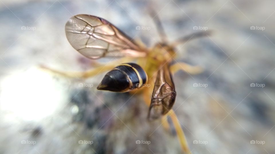 Bee in its habitat III.