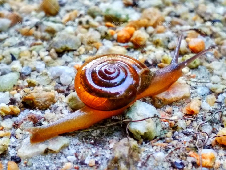 Snail crawl on the ground