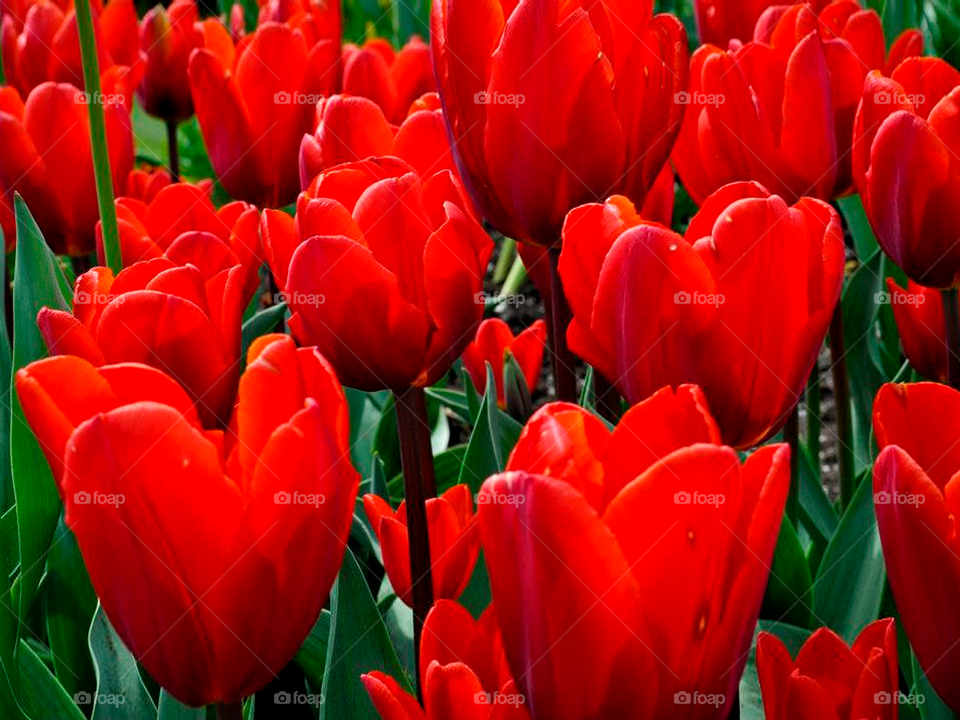 Red tulips in spring