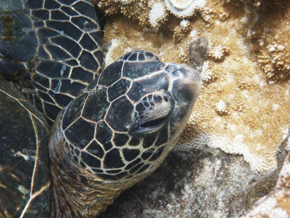 Hawksbill Turtle, Hawaii