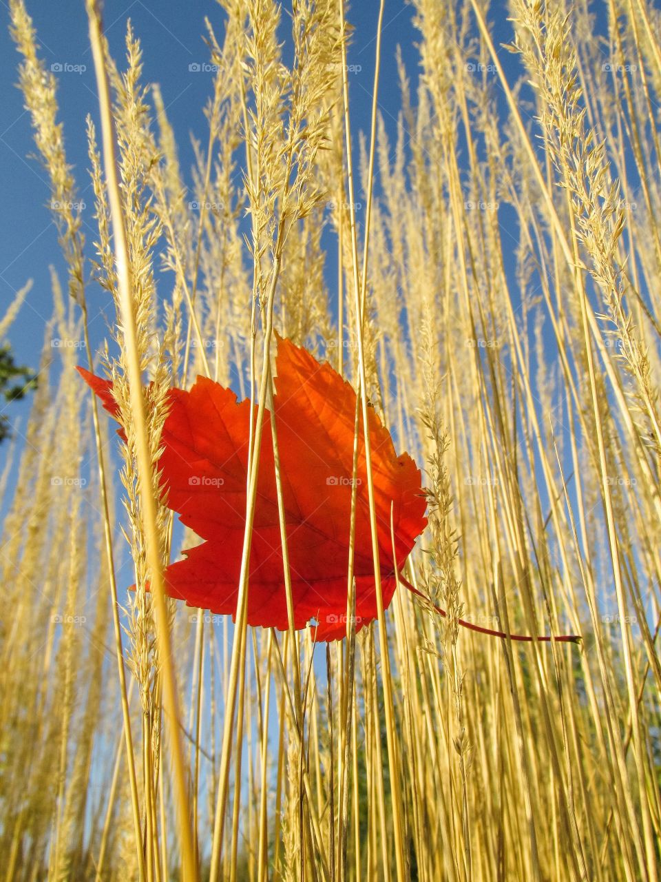 Red leaf caught in wheat stalks - It’s Autumn Time Mission