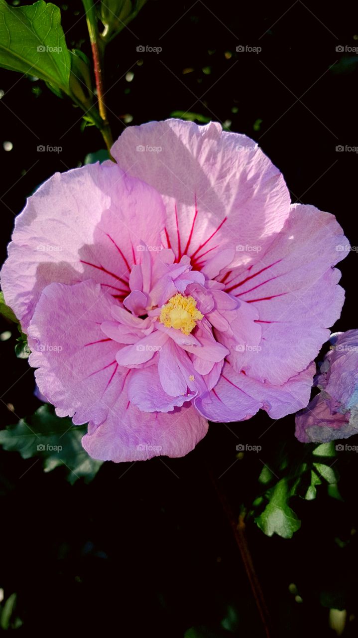 pink flower blossoming