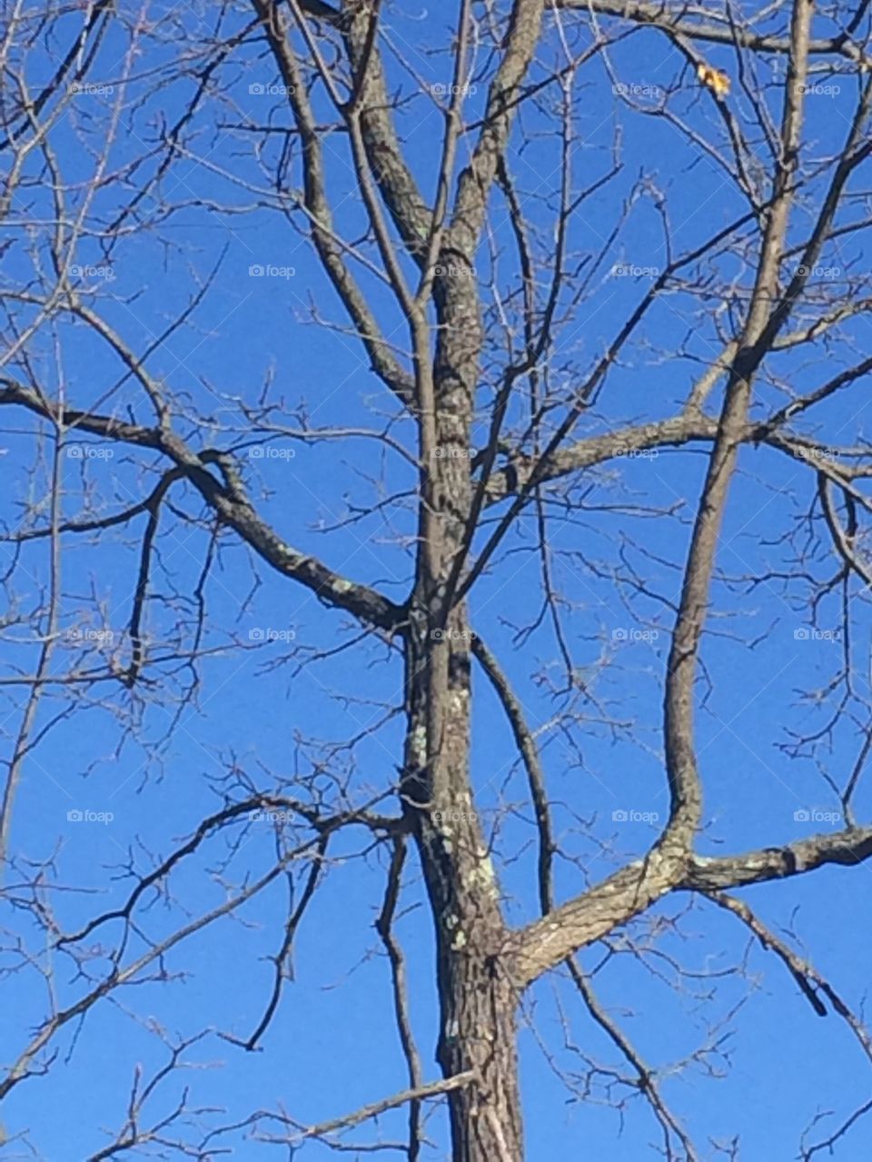Bare tree blue sky