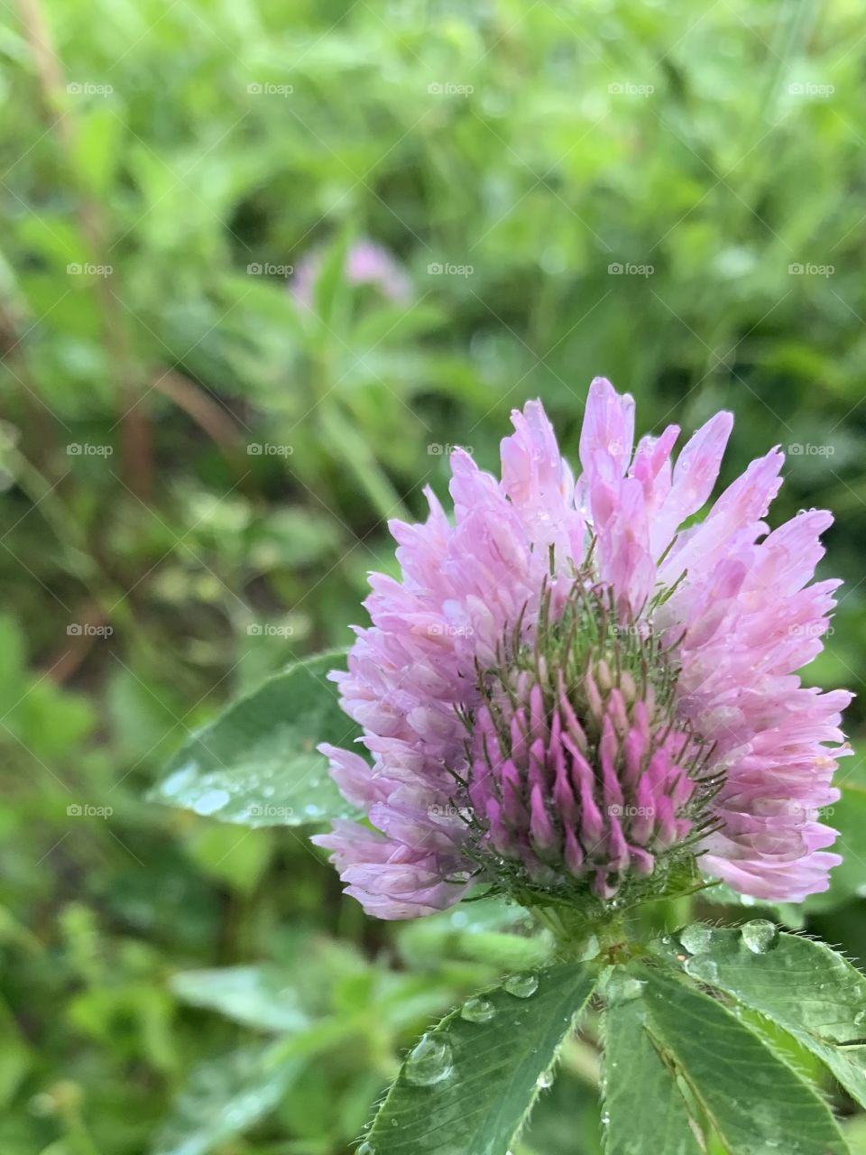 Closeup of a single blooming Red Clover blossom against s blurred green background 