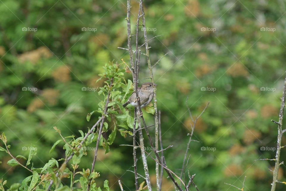 House Sparrow in a bush