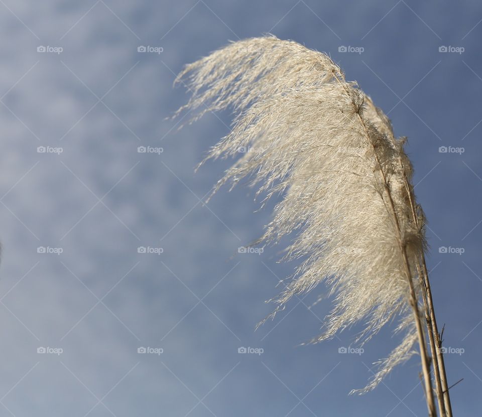 Cortaderia selloana... Pampas grass