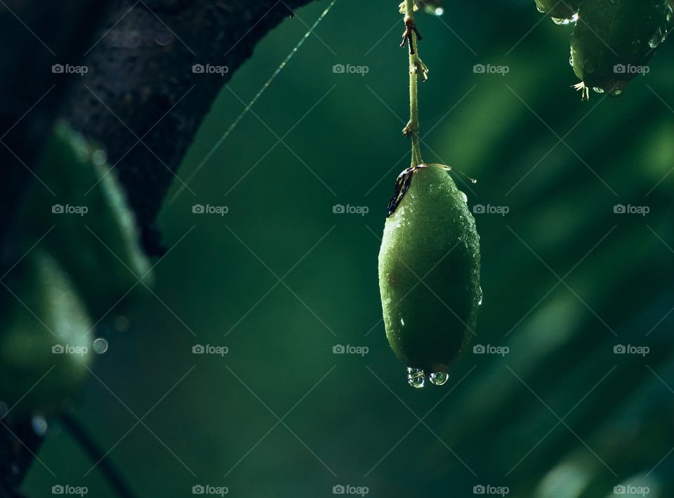 Water drops  - fruit