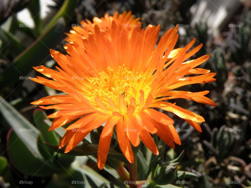 Close-up of blooming flower