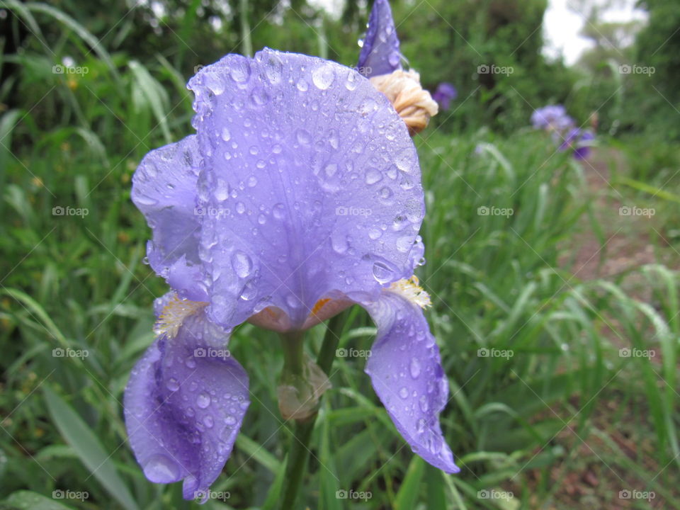 Flower with rain drops 