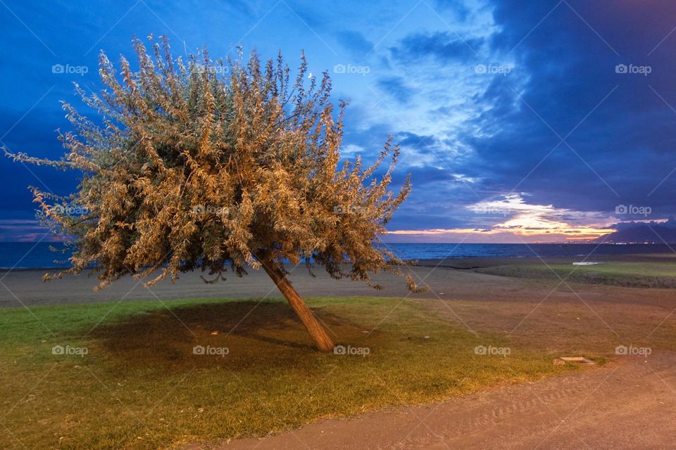 Beautiful tree standing alone the beautiful lights in the dark.