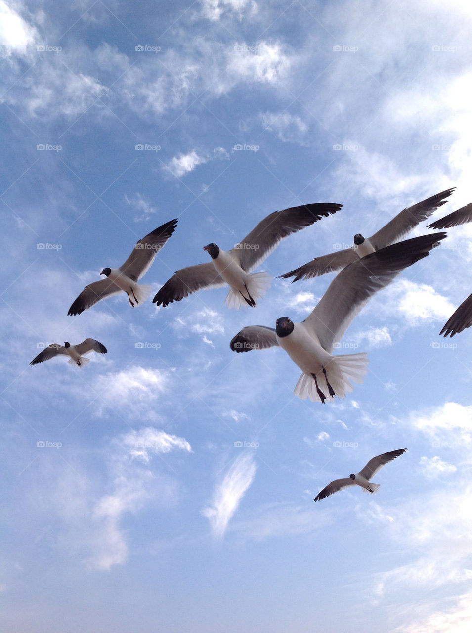 Hovering Gulls
