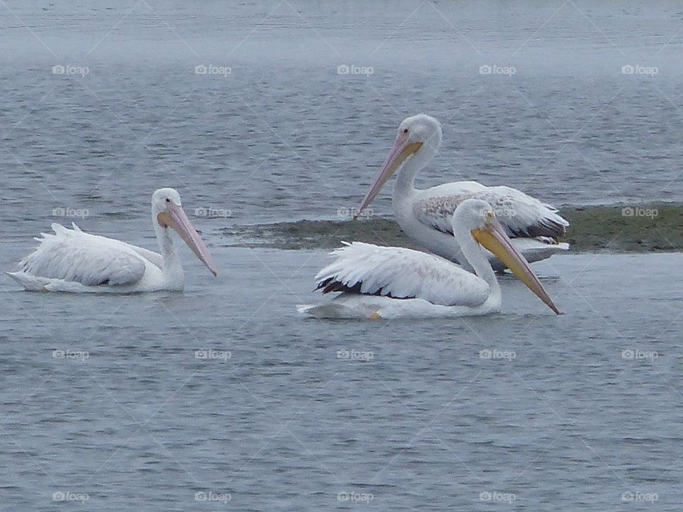 Three white Pelicans