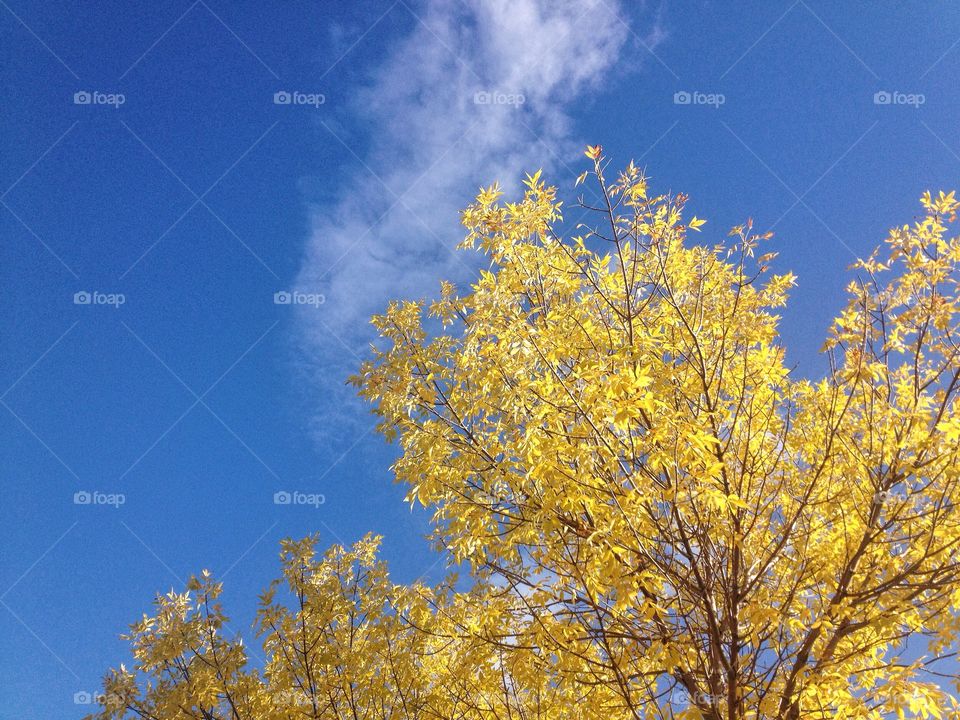 A bright yellow tree against a blue sky in Autumn