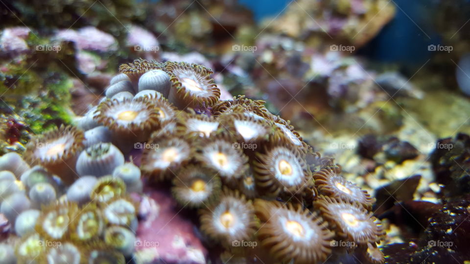 Underwater, Coral, Fish, Marine, Reef