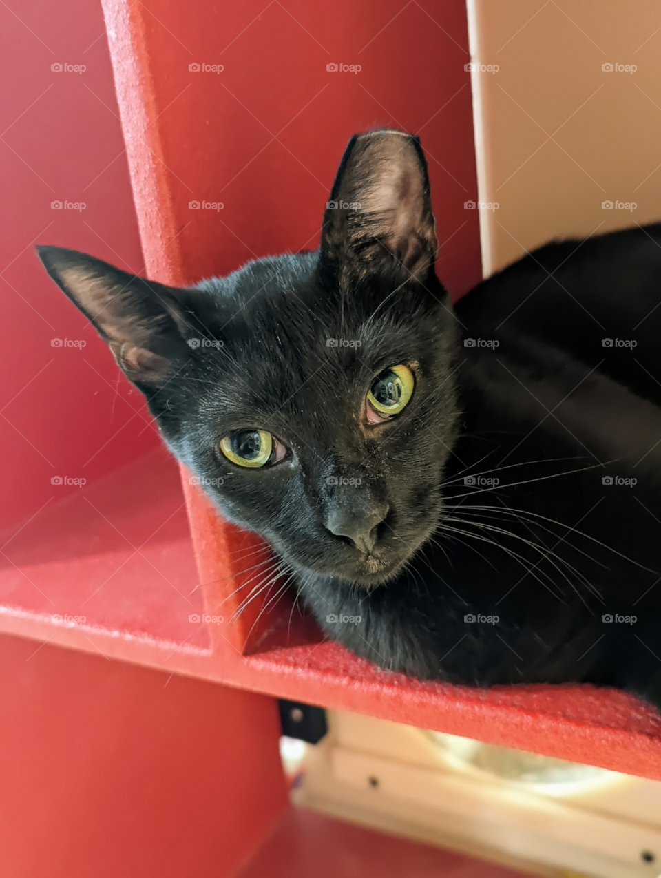 Every day is Caturday