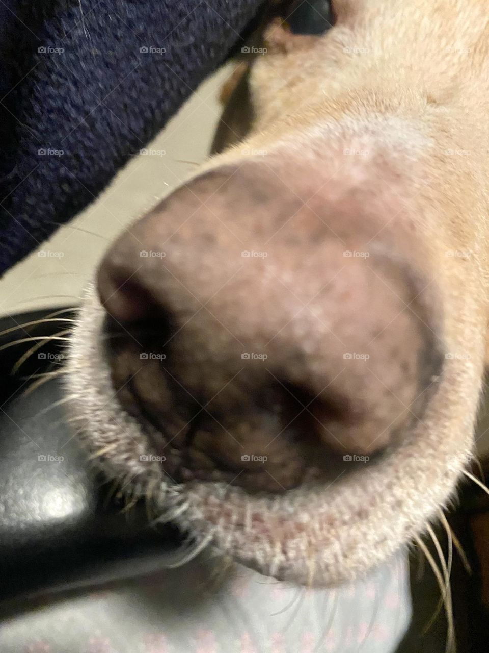 Dog Nose Macro