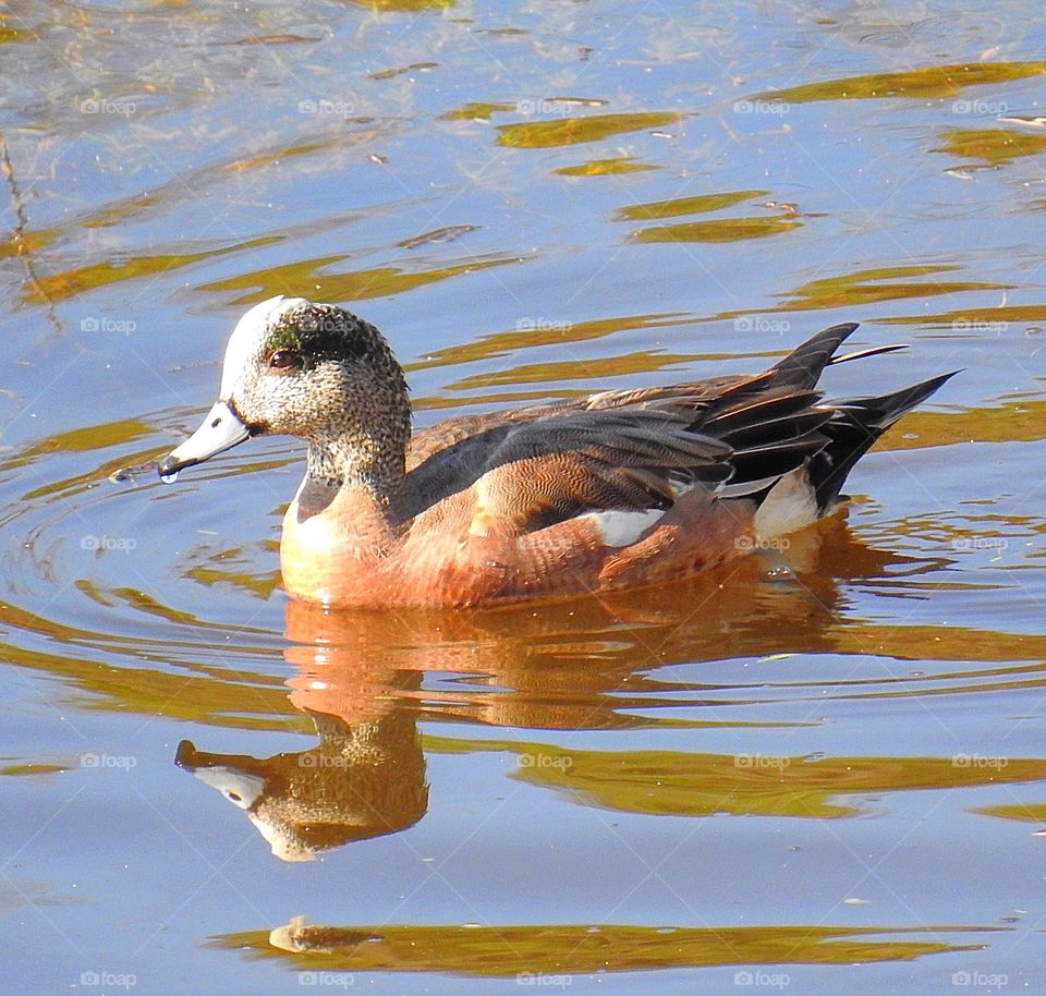 Cinnamon Teal Duck