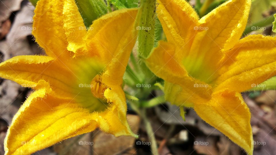 Squash Blossoms. Vegetables