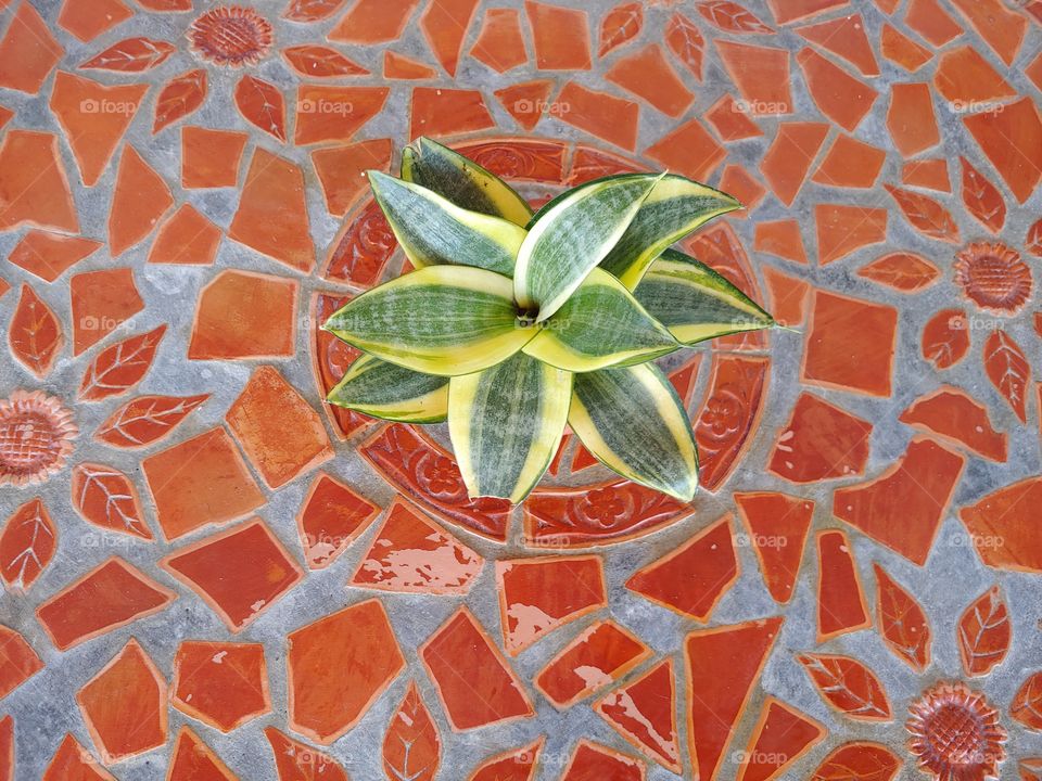 Plant on Tile
