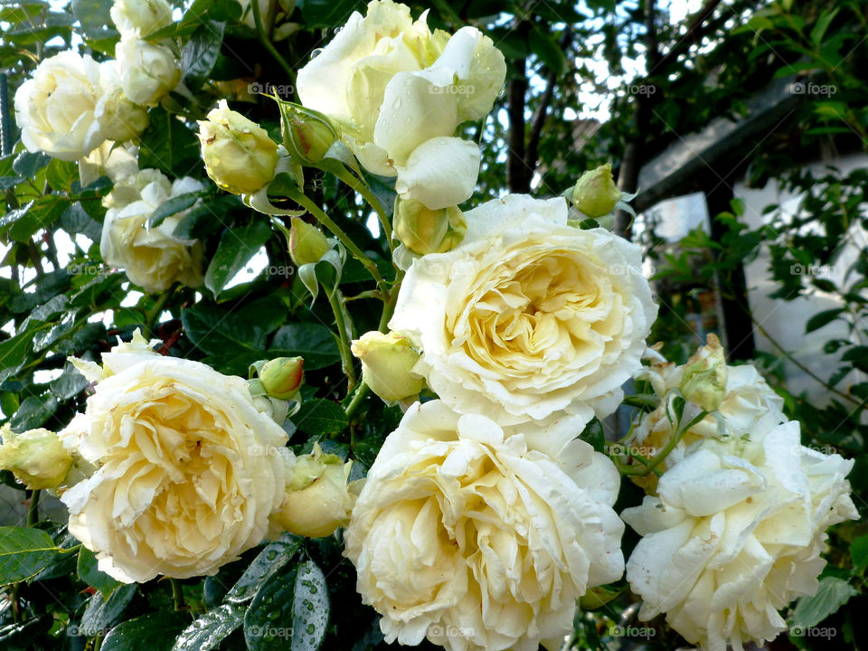 Beautiful White Rose flowers