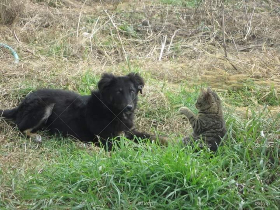 dog and cat best friends