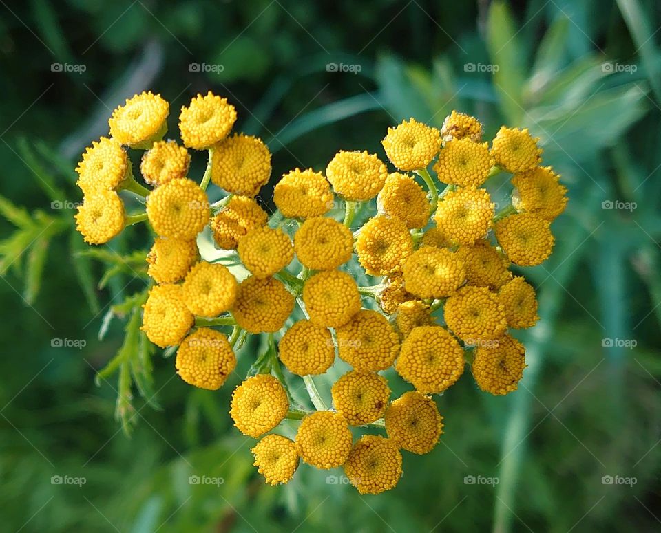 Yellow heart shaped flower💛