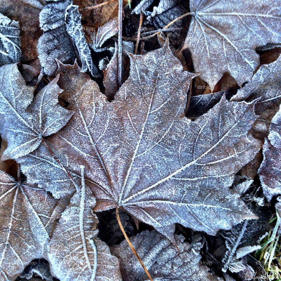 Frozen leaf