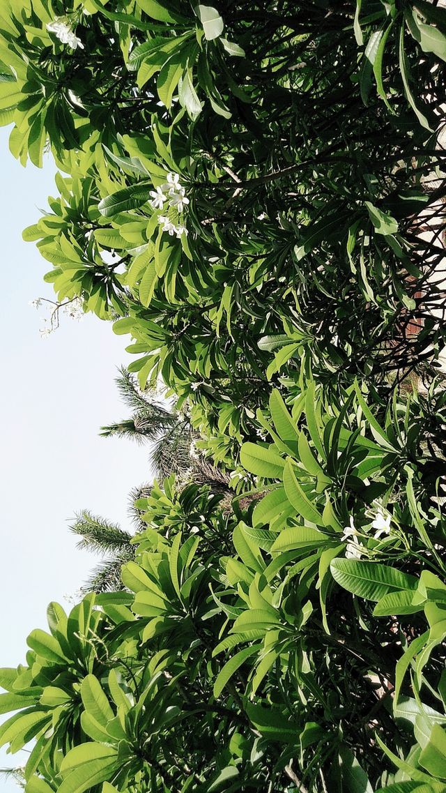 Amazing Tree Image