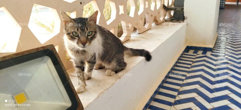 beautiful cat looking at camera.