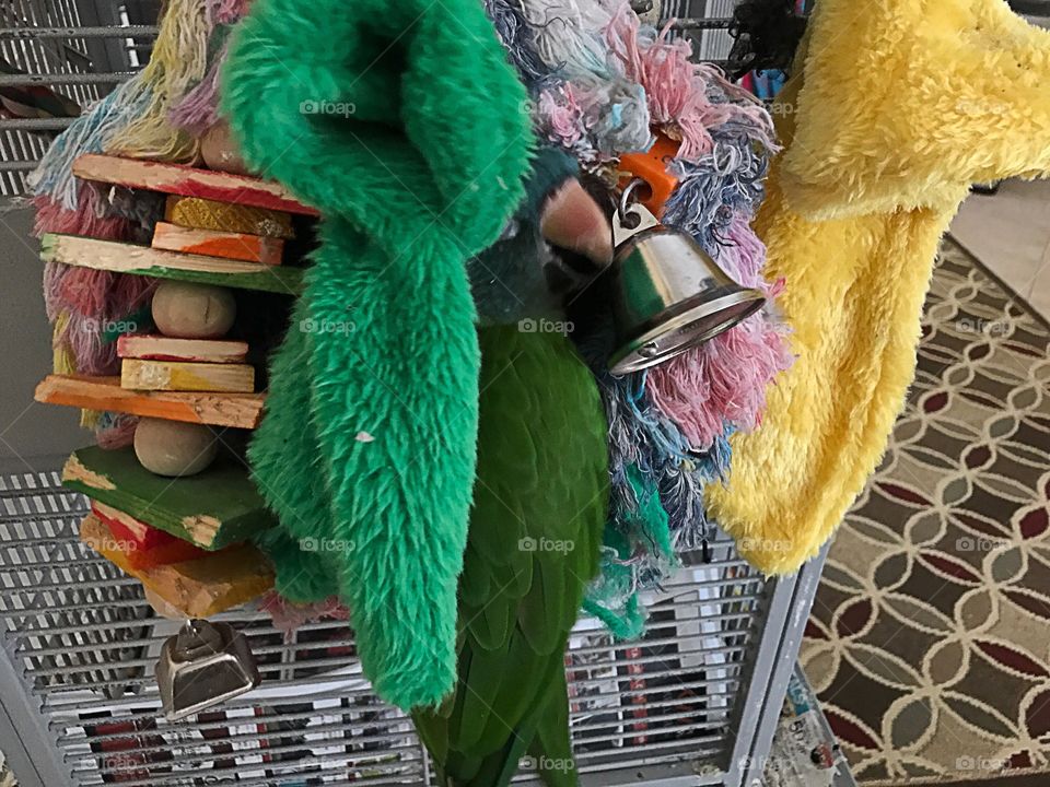 Peek a Boo Green bird in her Green nest.