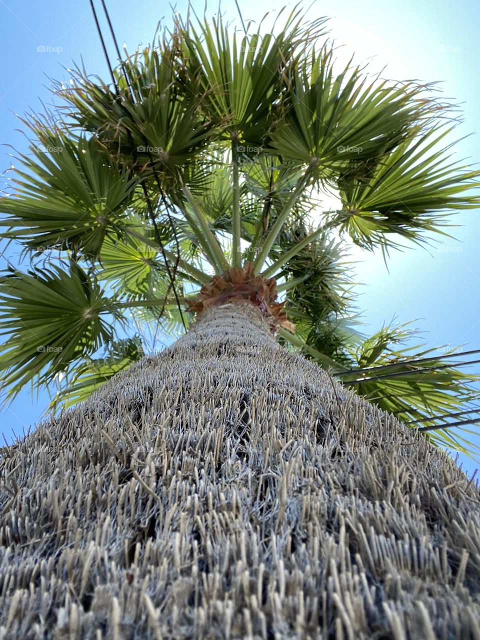 sunny green palm tree