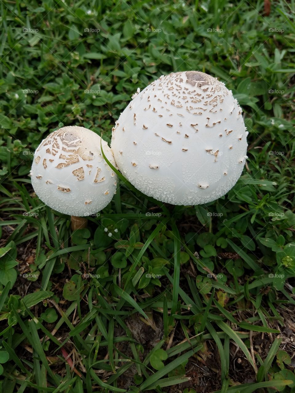 double mushrooms