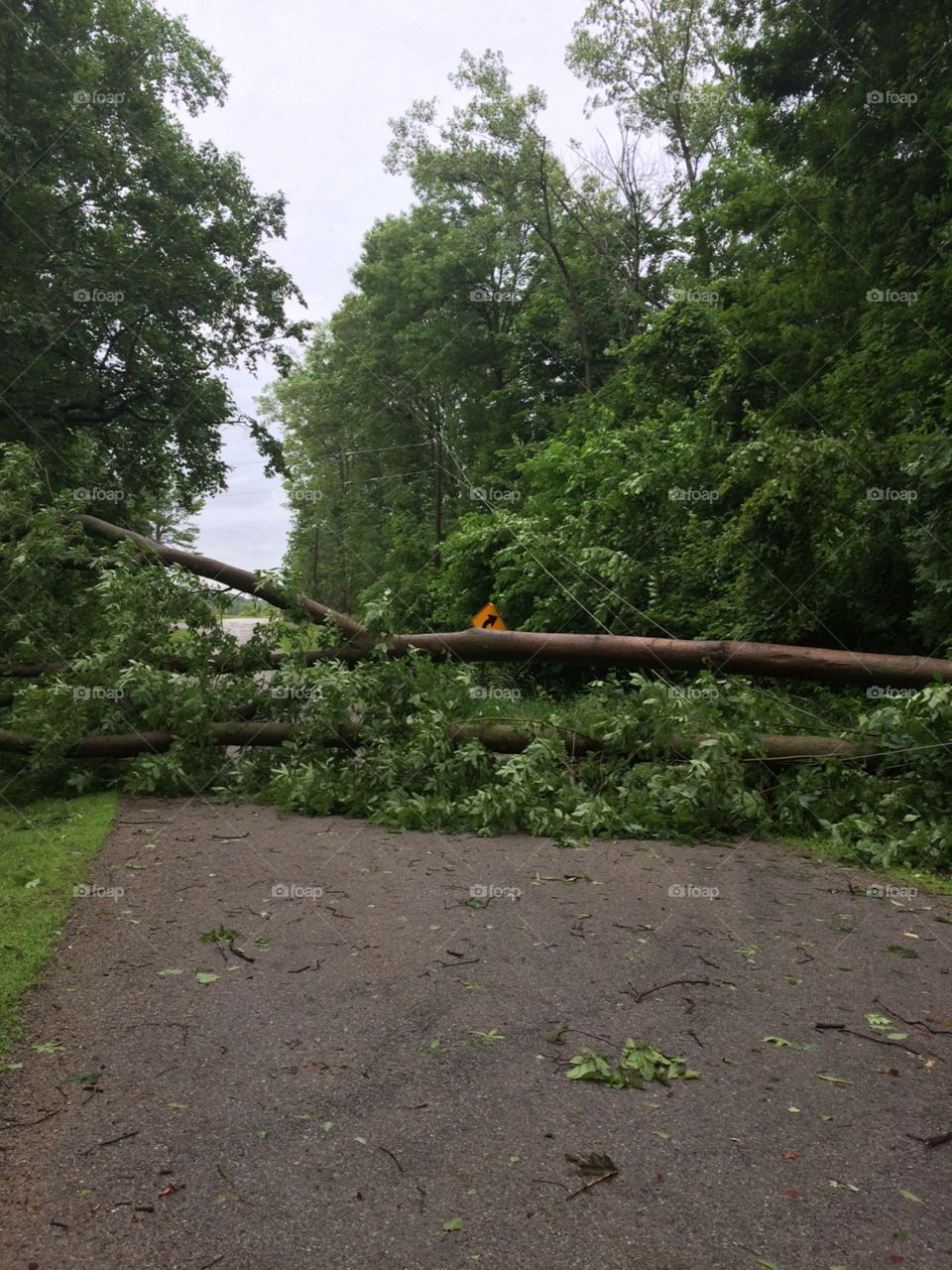 Trees fallen over the road and power lines are down after strong storm