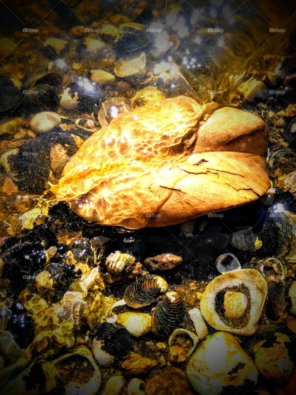 leaf in the water