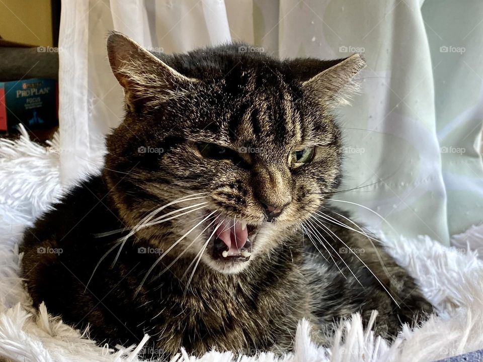 A cat that got upset by another cat walking by 