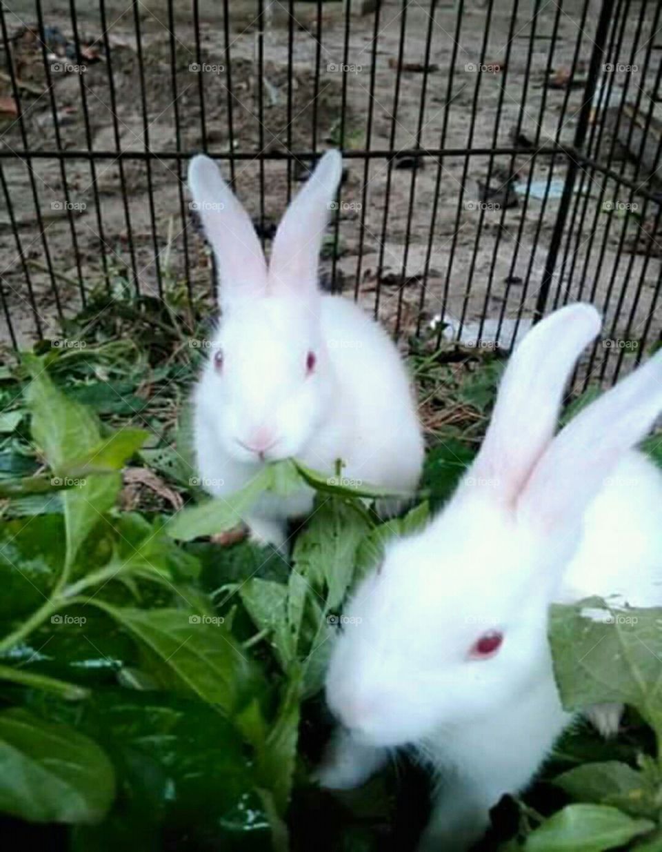 Baby cronies taking their snacks inside a cage...