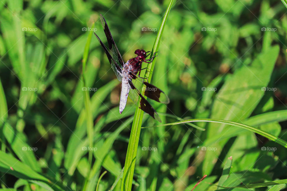 dragonfly on  blade of grass