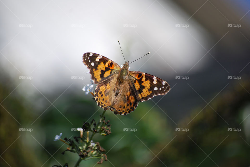 A painted lady butterfly gets some sun on its wings as it drinks nectar.