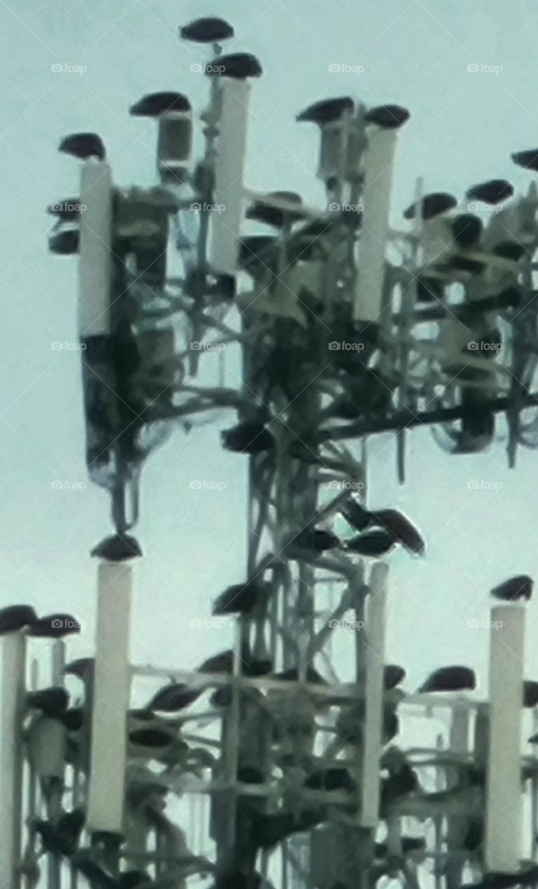 Ravens perching on cell tower for the night