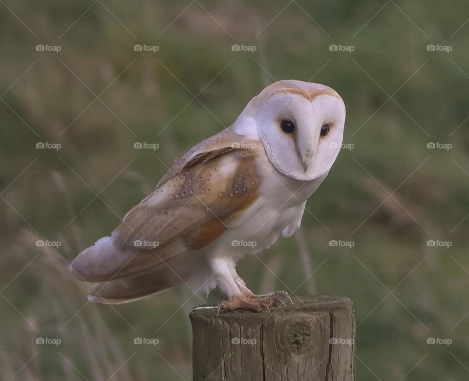 A close up of a barn owl