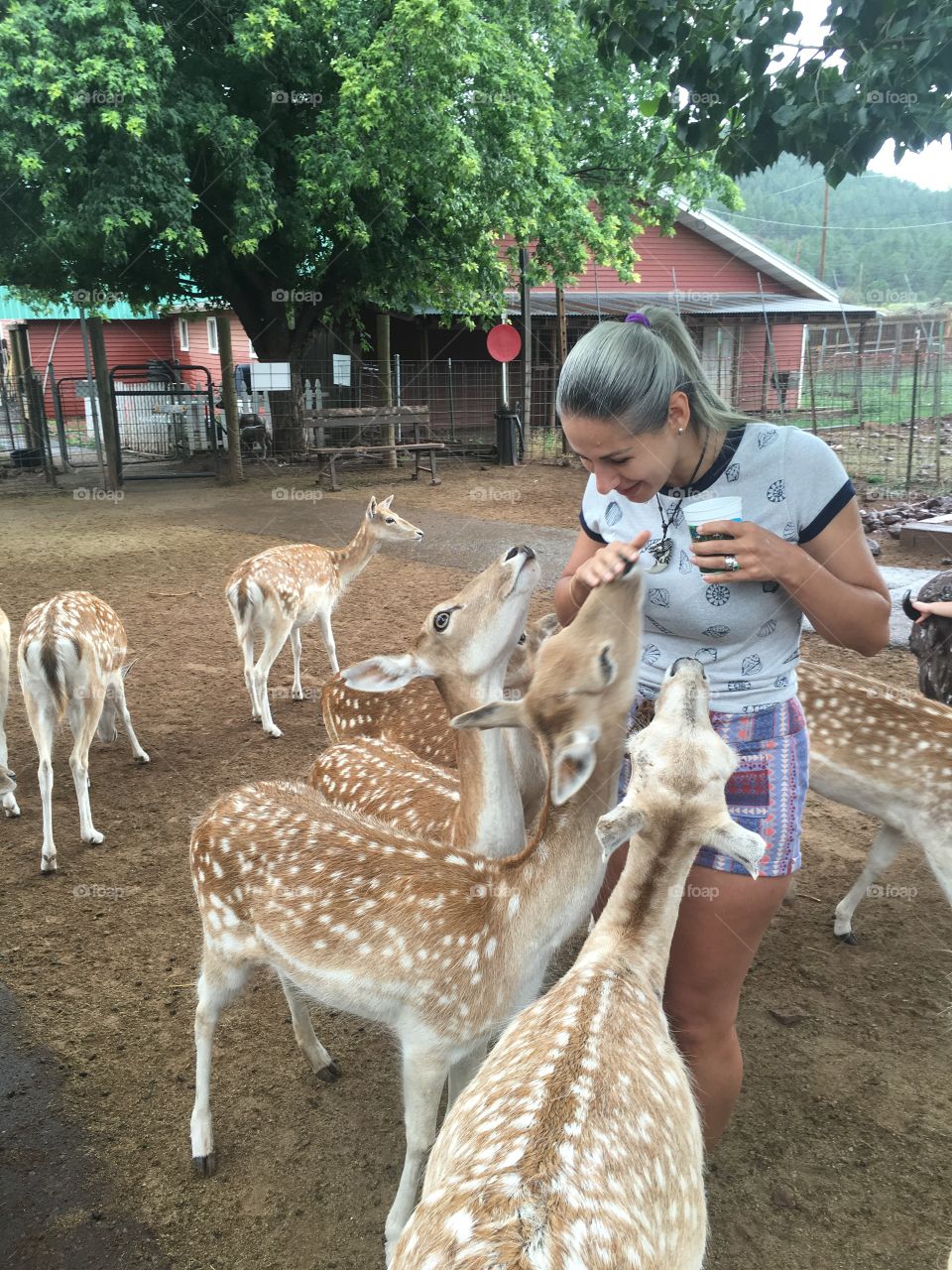 deer farm. Arizona