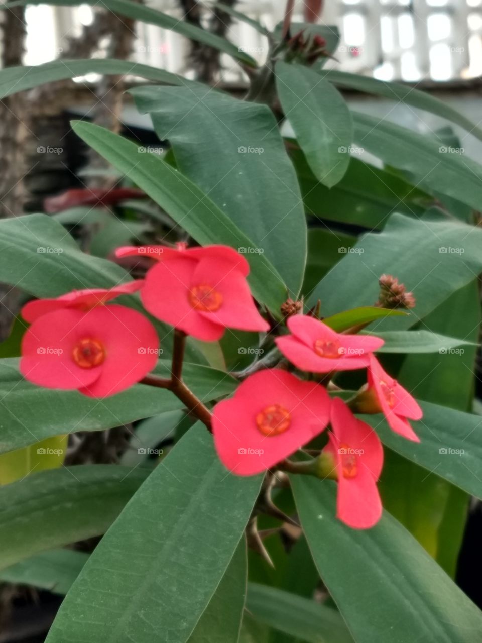 Red Flower