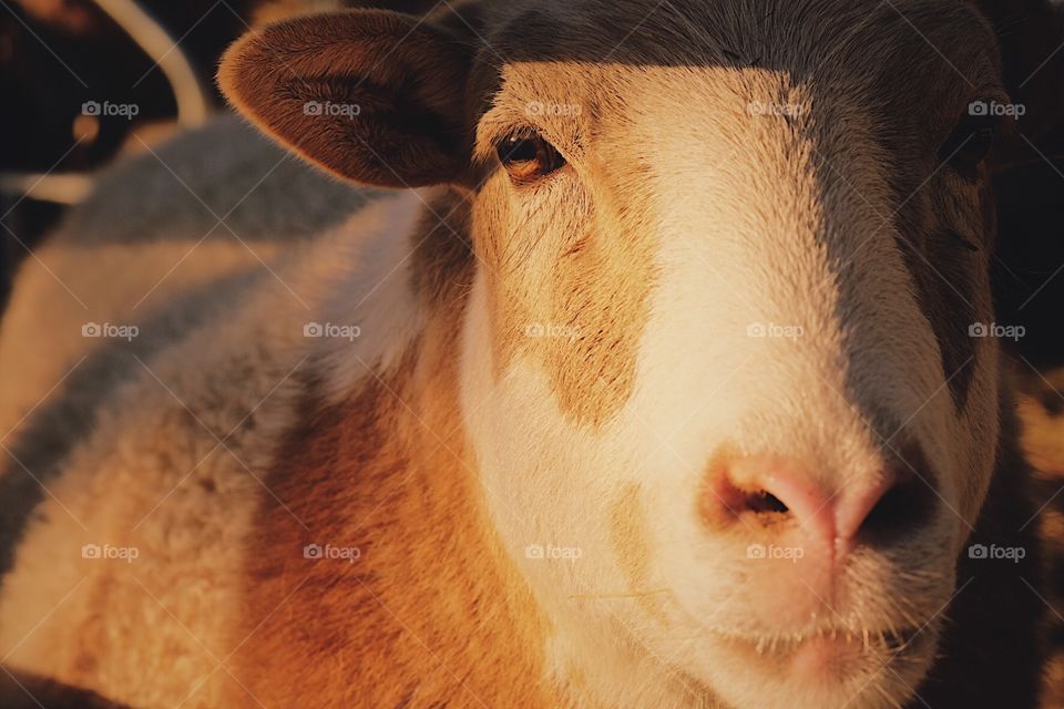 Sheep In The Morning Sun, Sheep Eyes, Sheep Portrait, Barnyard Animals, In The Light, Using Natural Light, Sheep Stare